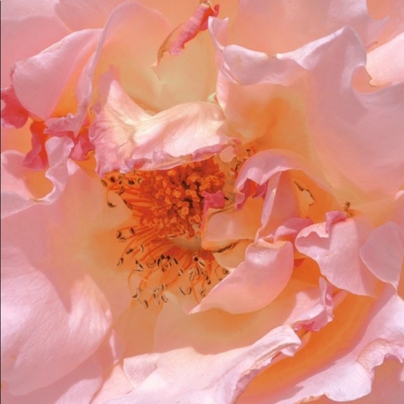 Meet the Posher ! - Picture 1 of 1